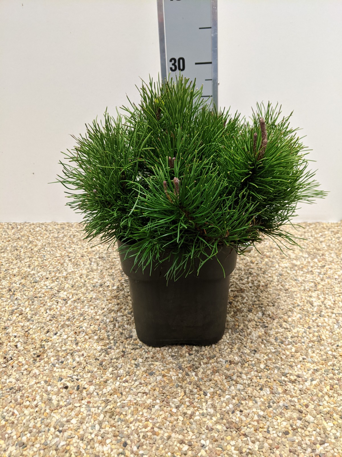 Сосна горная Пумилио